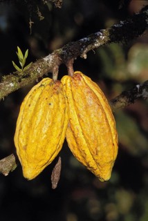 Cacao Tree, theobroma cacao, Branch with Cocoa Fruit, Mexico, Central America