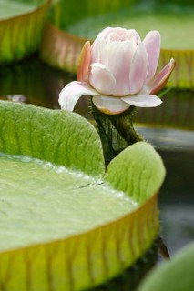 Santa Cruz water lily (Victoria cruziana), giant water lily