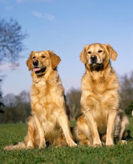 Golden Retriever, Dogs sitting on Grass