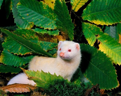 Ferret (mustela putorius furo), Adult standing on Leaves