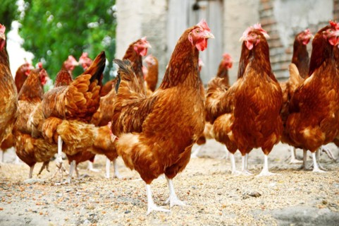 Chickens on traditional free range poultry farm