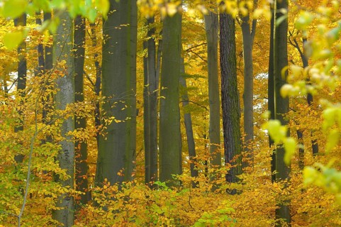 Foliage, forest in autumn, beech (Fagus sylvatica) tree, near Maulbronn, copper beech