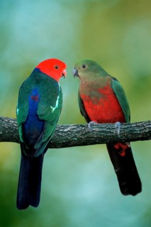 Australian King Parrots, pair (Alisterus scapularis scapularis), Australian King Parrots