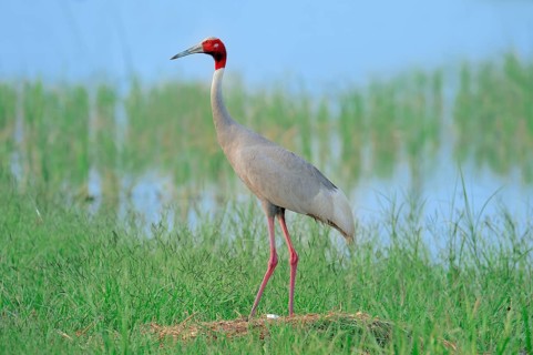 Sarus Crane (Grus antigone) on nest, Rajasthan, India, Asia