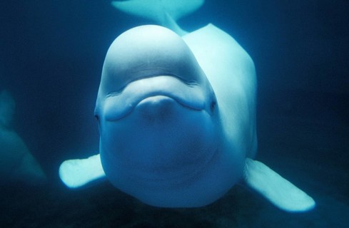 Beluga Whale (delphinapterus leucas) or White Whale, Adult