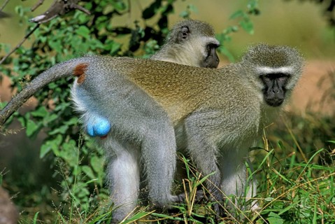 Vervet monkey (cercopithecus aethiops), pair on branch, Kruger Park in South Africa