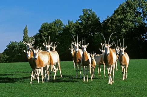 Scimitar Horned scimitar oryx (Oryx dammah), herd, This species is now extinct in the wild