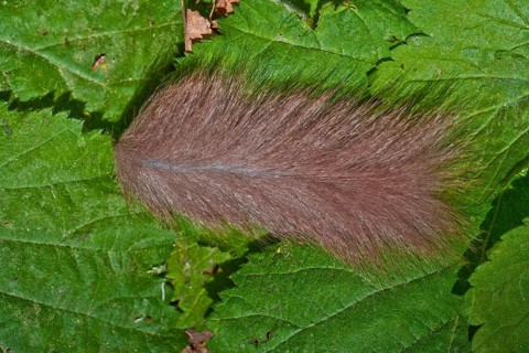 Edible Dormouse (Glis glis), thrown off tail, Lower Saxony, Germany, Europe