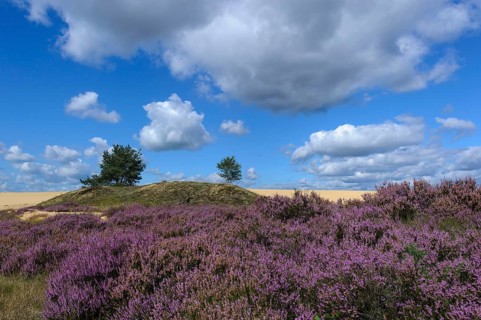 Common Heather (Calluna vulgaris) , Hooge Veluwe National Park, Gelderland, Netherlands