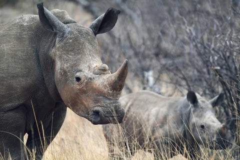 White rhino with young, Limpopo, South Africa, Africa