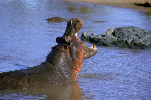 HIPPOPOTAMUS (hippopotamus amphibius), ADULT YAWNING, MARA RIVER IN KENYA