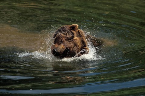 Brown Bear (ursus arctos), Adult having Bath, shaking Head