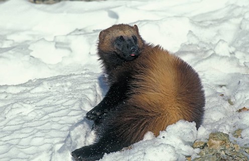 North American Wolverine (gulo gulo) luscus, Adult standing on Snow, Canada, North America