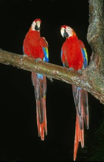 Scarlet Macaw (ara macao), Adult against Black Background