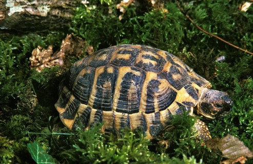Hermann's Tortoise (testudo hermanni) standing on Moss