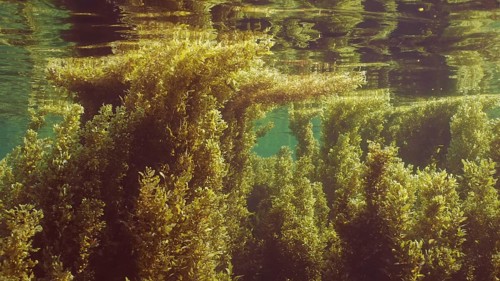 Thickets Seaweed Brown (Sargassum) swaying on waves creeping along under surface of water reflected