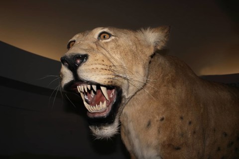 Saber-toothed cat, Homotherium serum, saber-toothed cat disappeared 10 000 years ago, Beringie