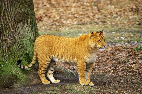 Ligron, cross between tiger and lion, Zoological Park