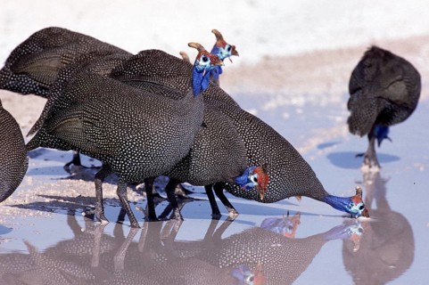 Helmeted guineafowl (numida meleagris), GROUP DRIVE FROM PUDDLE, KENYA