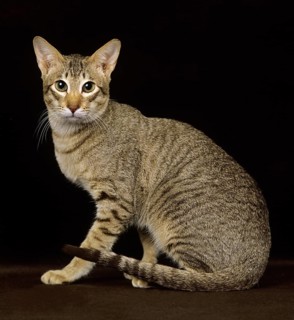 Brown tabby oriental domestic cat against black background