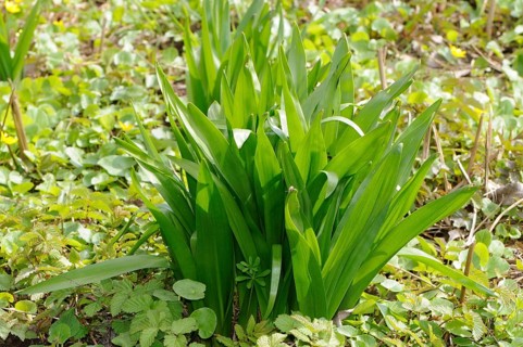 Colchium autumnale