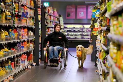 Wheelchair user and Golden Retriever, disabled companion dog, assistance dog, Belgium, Europe