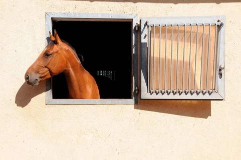 German warmblood looks out of stable window, box stable, stable