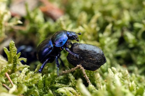 Dung beetle (Anoplotrupes stercorosus) rolling dung, Mecklenburg, Germany, Europe
