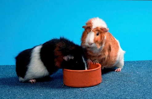 Rex Guinea Pig Pig and Abyssinian Guinea Pig in the Bowl