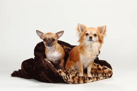 Chihuahuas, long-haired and short-haired, cuddly blanket