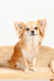 Chihuahua, long-haired