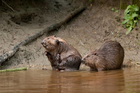 European beavers (Castor fiber), Rosenheim, Bavaria, Germany, Europe