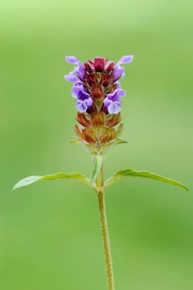 Little Brownelle, North Rhine-Westphalia (Brunella vulgaris), Little Brunelle, common selfheal
