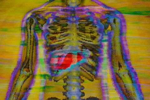 The organ liver serves for metabolism and produces bile