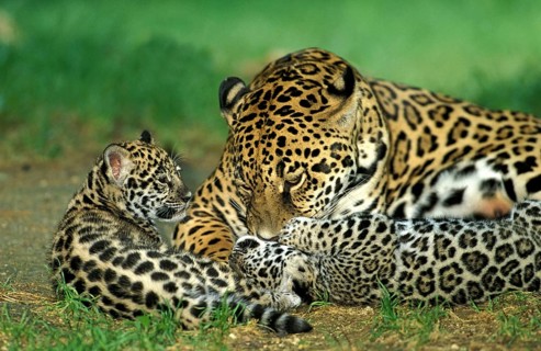 Jaguar (panthera onca), MOTHER WITH DICE