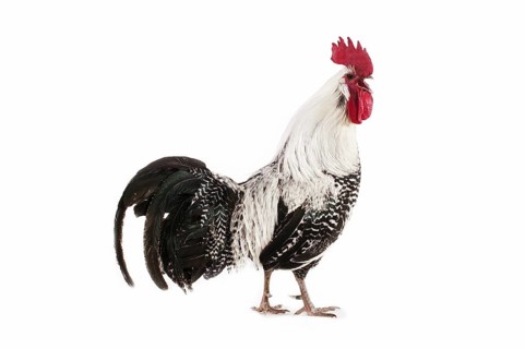 Brakel or Braekel chicken, a Belgian breed, cock against a white background