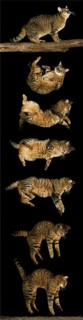 Brown tabby domestic cat, falling sequence