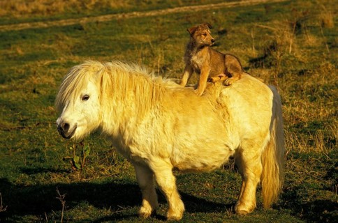Picardy Sheepdog Puppy Sits on Shetland Pony