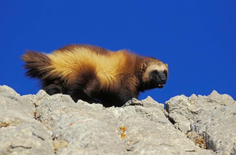 North American Wolverine (gulo gulo) luscus, Adult standing on Rocks, Canada, North America
