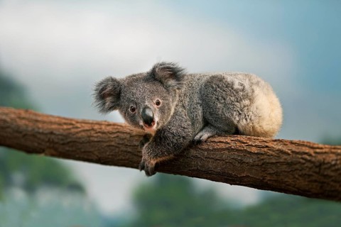 Koala (phascolarctos cinereus), Young laying on Branch