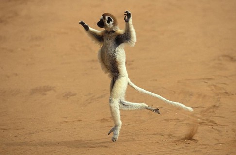 Verreaux's Sifaka (propithecus verreauxi), Adult Hopping across open Ground, Berent Reserve in