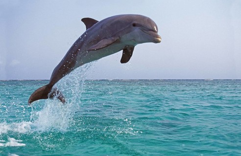 Bottlenose Dolphin (tursiops truncatus), Adult Leaping