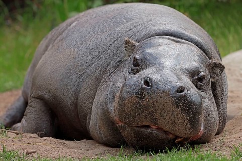 Pygmy hippopotamus (Hexaprotodon liberiensis)