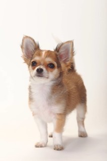 Chihuahua, longhaired, puppy, 12 weeks