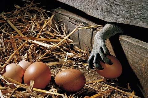 Raccoon (Procyon lotor) steals chicken eggs, raccoon, chicken coop, paw