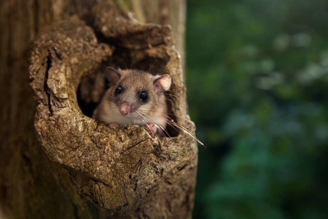Edible dormouse (Glis glis) Rhineland-Palatinate, Germany, Europe