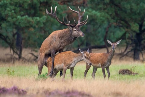 Red deer (Cervus elaphus) , Hooge Veluwe National Park, Gelderland, Netherlands