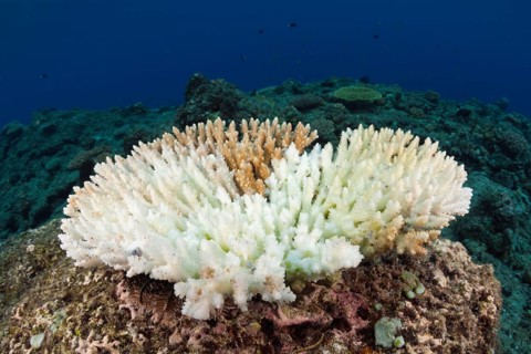 Coral bleaching, New Ireland, Papua New Guinea, Oceania