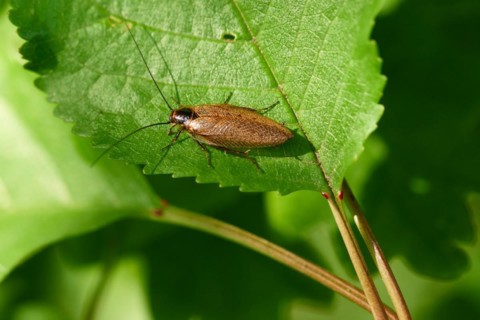 Cockroach Ectobius vittiventris sitting on a green leaf. Amber wood cockroach on a leaf