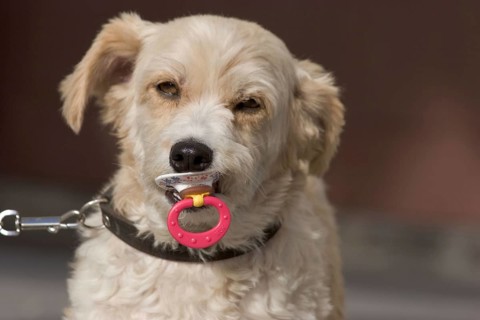 Portrait of a small dog, breed unknown, with comforter, dummy, soother in his mouth